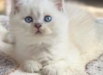 British Shorthair & Longhair Kittens - British Shorthair Kitten For Sale - 