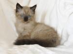 Frenchy's Litter - Ragdoll Kitten For Sale - WI&comma; US