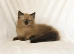 Frenchy's Litter - Ragdoll Kitten For Sale - WI&comma; US