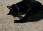 Burger - Domestic Cat For Sale - Lexington&comma; NC&comma; US