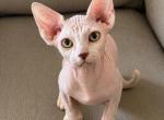 Wall E - Devon Rex Kitten For Sale - 
