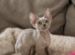Merlin - Devon Rex Kitten For Sale - Defuniak Springs&comma; FL&comma; US