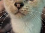 Gabby - Scottish Fold Kitten For Sale - Whiteford&comma; MD&comma; US