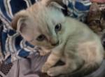 Gabby - Scottish Fold Kitten For Sale - 