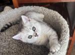 Petras - Scottish Fold Kitten For Sale - Philadelphia&comma; PA&comma; US