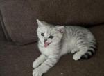 Petrusha - Scottish Fold Kitten For Sale - Philadelphia&comma; PA&comma; US