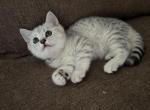 Petrusha - Scottish Fold Kitten For Sale - Philadelphia&comma; PA&comma; US