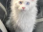 Muffles - Maine Coon Cat For Sale - Barrington&comma; IL&comma; US