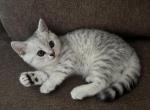 Patrik - Scottish Straight Kitten For Sale - 