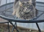 Mule and Jack - Domestic Cat For Adoption - Portland&comma; OR&comma; US