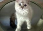 Rina - Ragamuffin Kitten For Sale - Diamond Bar&comma; CA&comma; US