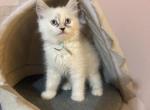 Bella - Ragamuffin Kitten For Sale - Diamond Bar&comma; CA&comma; US