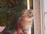 Scottish Fold Kittens - Scottish Fold Kitten For Sale - Newport&comma; ME&comma; US
