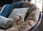 Fluffy - American Shorthair Cat For Sale - 