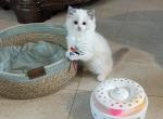 Prince charming - Ragdoll Kitten For Sale - San Diego&comma; CA&comma; US