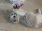 Gaston - Ragdoll Kitten For Sale - San Diego&comma; CA&comma; US
