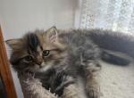 Johnny - Persian Kitten For Sale - 
