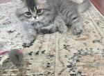 IVY - Persian Kitten For Sale - 