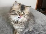 Daisy - Persian Kitten For Sale - Agawam&comma; MA&comma; US