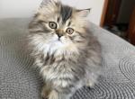 Daisy - Persian Kitten For Sale - Agawam&comma; MA&comma; US