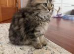 MICA - Persian Kitten For Sale - 