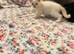 No name - Siamese Kitten For Adoption - Sherman Oaks&comma; CA&comma; US