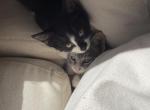 Hugo and L&eacute;a - American Shorthair Kitten For Adoption - Claremont&comma; CA&comma; US