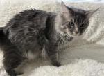 BACARI BLUE MAINE COON ADULT MALE - Maine Coon Cat For Sale/Retired Breeding - Warren&comma; OH&comma; US