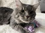 BACARI BLUE MAINE COON ADULT MALE - Maine Coon Cat For Sale/Retired Breeding - Warren&comma; OH&comma; US
