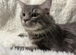 BACARI BLUE MAINE COON ADULT MALE - Maine Coon Cat For Sale/Retired Breeding - Warren&comma; OH&comma; US