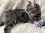 BACARI BLUE MAINE COON ADULT MALE - Maine Coon Cat For Sale/Retired Breeding - Warren&comma; OH&comma; US