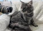 BACARI BLUE MAINE COON ADULT MALE - Maine Coon Cat For Sale/Retired Breeding - Warren&comma; OH&comma; US