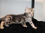 Kody - Bengal Kitten For Sale - Valparaiso&comma; IN&comma; US