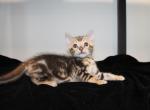 Kody - Bengal Kitten For Sale - Valparaiso&comma; IN&comma; US