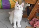 Klause - Maine Coon Kitten For Sale - Corwin&comma; OH&comma; US