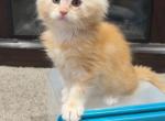 Three Maine coon sisters - Maine Coon Kitten For Sale - Oshkosh&comma; WI&comma; US