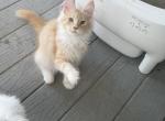Elija - Maine Coon Kitten For Sale - Corwin&comma; OH&comma; US