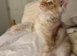 Phoenix - Maine Coon Kitten For Sale - 