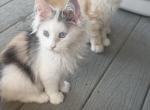 Freya reserved - Maine Coon Kitten For Sale - 