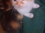 Tabby cats - Domestic Kitten For Sale - Evans&comma; CO&comma; US