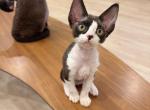 Blk n white boy - Devon Rex Kitten For Sale - 
