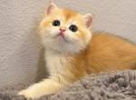 Honey - British Shorthair Kitten For Sale - Fontana&comma; CA&comma; US