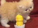 Ch Pursnickity Roseannarosannadana - Persian Kitten For Sale - Peoria&comma; AZ&comma; US