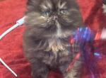 CH PkCatilac Graceland of Elviskitkat - Persian Kitten For Sale - Peoria&comma; AZ&comma; US