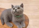 Bluebell - British Shorthair Kitten For Sale - Fontana&comma; CA&comma; US