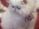 CH RW PkCatilac Prriscilla of Elvis KItkat - Persian Kitten For Sale - Peoria&comma; AZ&comma; US
