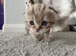 Chai - Scottish Fold Kitten For Sale - San Marcos&comma; CA&comma; US