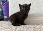 Velvet munchkin chocolate pie - Munchkin Kitten For Sale - San Marcos&comma; CA&comma; US