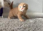 Maple munchkin gene boy - Scottish Fold Kitten For Sale - 