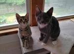 Luna & Roscoe - Domestic Kitten For Adoption - Bella Vista&comma; AR&comma; US